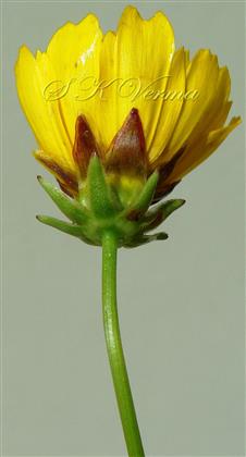  Capitulum-Lateral view